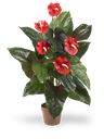 Pianta di Anthurium nel colore