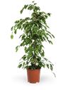 Pianta di Ficus
