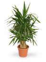Pianta di Yucca