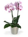 PIanta di Orchidea phalenopsis
