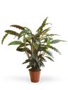 Pianta di Calathea