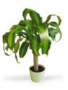 Pianta di Dracena