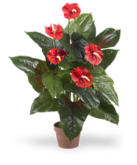 Pianta di anthurium