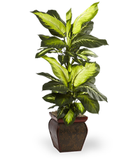 Pianta