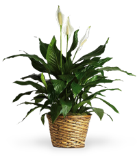 Pianta