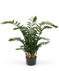 Pianta