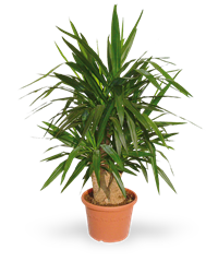 Pianta