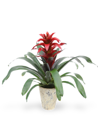 Pianta