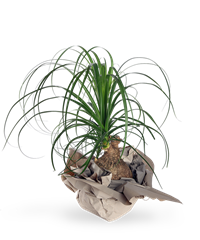 Pianta