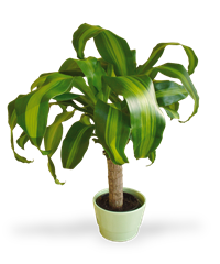 Pianta