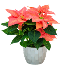 fiori funebri