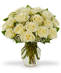 Rose bianche