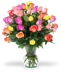 Rose colorate