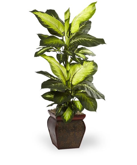 Pianta di Dieffenbachia