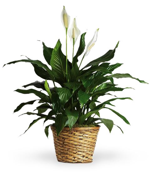 Pianta di Spathiphyllum