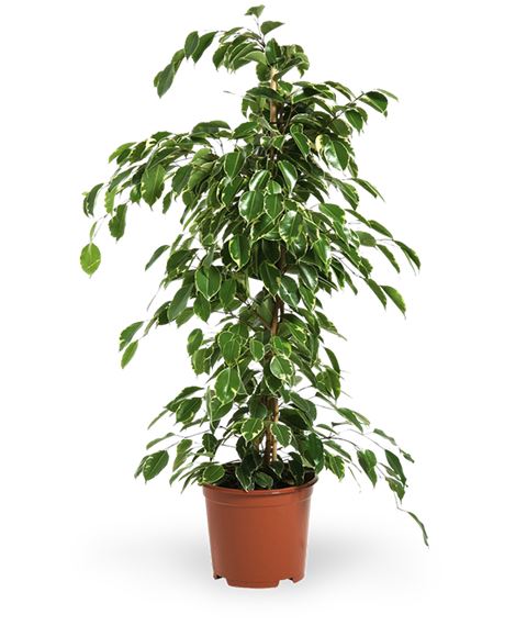 Pianta di Ficus