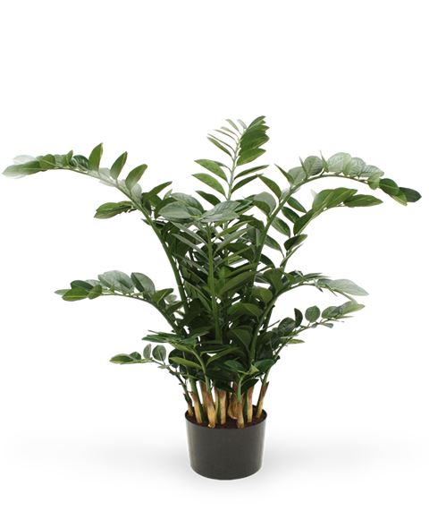 Pianta di Zamioculcas