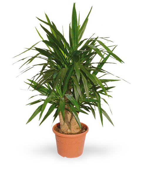 Pianta di Yucca