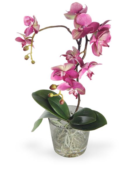 Pianta di Orchidea