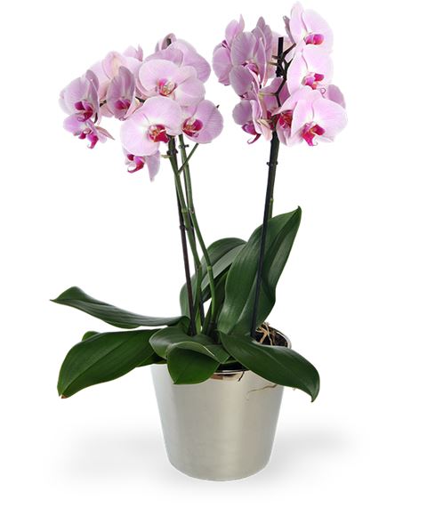 PIanta di Orchidea