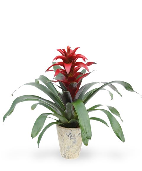 Pianta di Guzmania