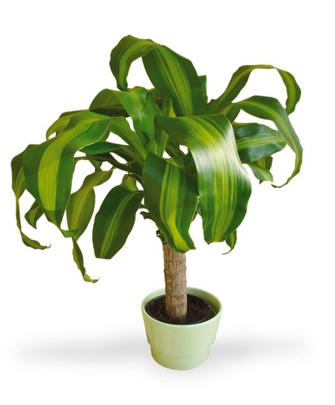 Pianta di Dracena